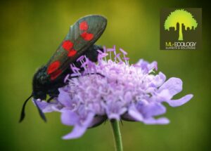 Ecological Habitat Surveys and Preliminary Ecological Appraisals (PEAs) in Derbyshire and the East Midlands