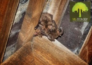 Bat surveys in Derbyshire and the East Midlands. Roost and swarm surveys - emergence and return dawn & dusk protected species bat surveys