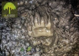 Badger surveys - including sett and signs of presence evidence - protected species surveys in Derbyshire and the East Midlands