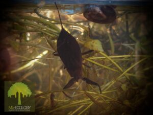 Aquatic invertebrate ecological surveys, Derbyshire and East Midlands. Aquatic habitat watercourse surveys Nottinghamshire